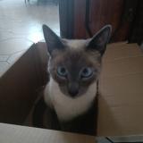 Photo de chat perdu à Bruxelles