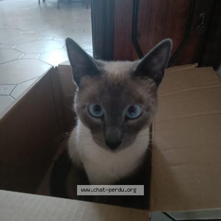 Photo 1/1 Ramsess Chat perdu à Bruxelles