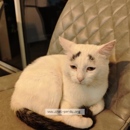 Photo 1/1 Sourcil Rasta Chat perdu à Anglet