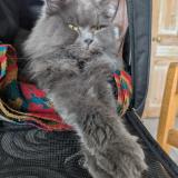 Photo de chat perdu à Corbie