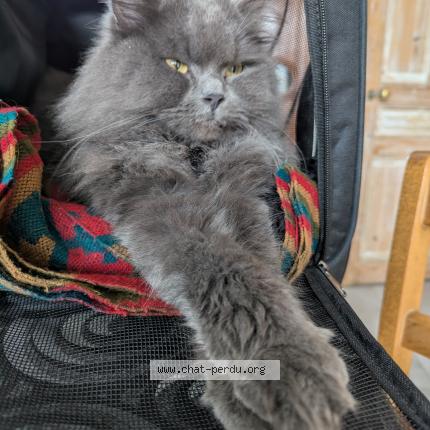 Photo 1/1 Gaston Chat perdu à Corbie