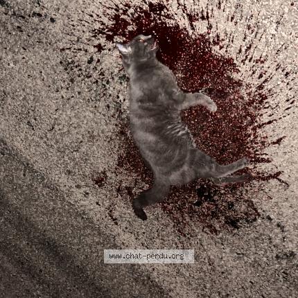 Photo 1/1 Chat trouvé Trouvé à Chaintreaux