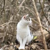 Photo de chat perdu à Cognin