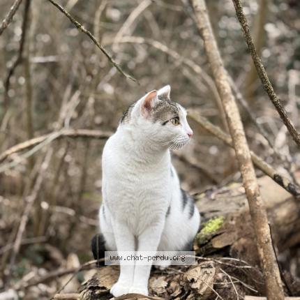 Photo 1/1 Schady Chat perdu à Cognin