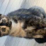 Photo de chat perdu à Pompano Beach