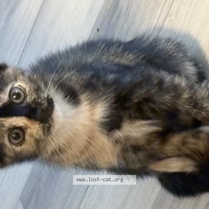 Photo 1/1 leia Chat perdu à Pompano beach