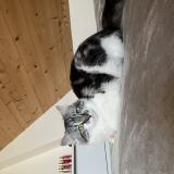 Photo de chat perdu à Plouha