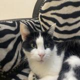 Photo de chat perdu à Biganos