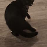 Photo de chat trouvé à Sannois