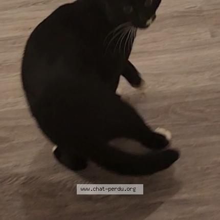 Photo 1/1 Chat trouvé Trouvé à Sannois