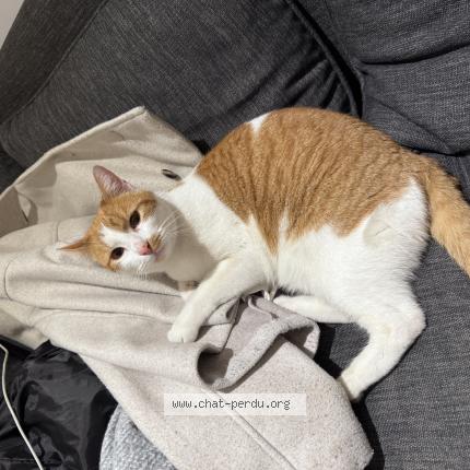 Photo 1/1 Chat trouvé Trouvé à Colombes