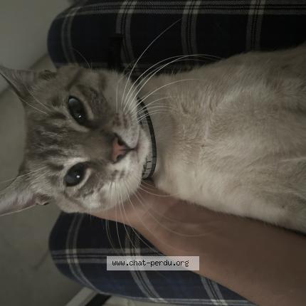 Photo 1/1 Rayko Chat perdu à Roussillon