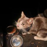 Photo de chat trouvé à Paris