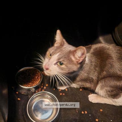 Photo 1/1 Chat trouvé Trouvé à Paris