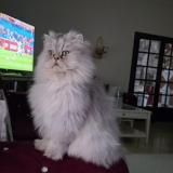 Photo de chat perdu à Goussainville