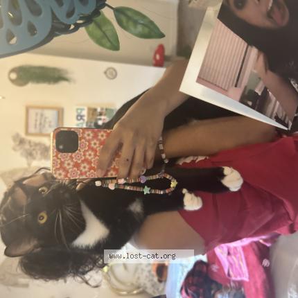 Photo 1/1 Boots Chat perdu à New braunfels