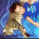 Photo de chat perdu à Hendersonville