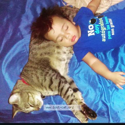 Photo 1/1 Toby Chat perdu à Hendersonville