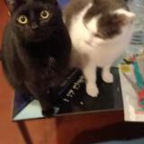 Photo de chat perdu à Vieux Berquin