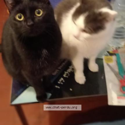 Photo 1/1 Venom Chat perdu à Vieux berquin