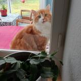 Photo de chat perdu à Saint Andre