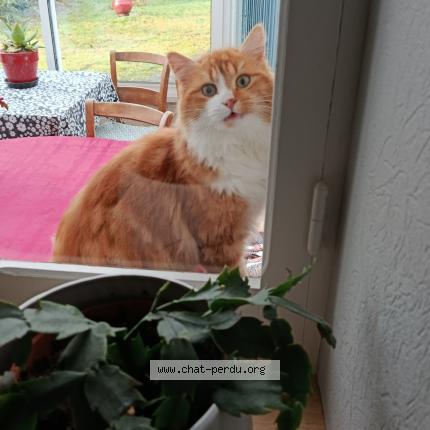 Photo 1/1 Malou Chat perdu à Saint andre