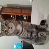 Photo de chat perdu à Rochester