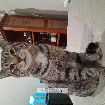 Photo 1/1 Blurpy Chat perdu à Rochester