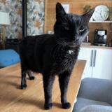 Photo de chat perdu à Belesta