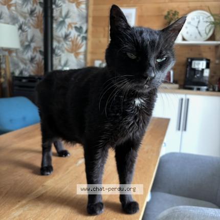 Photo 1/1 Marley Chat perdu à Belesta