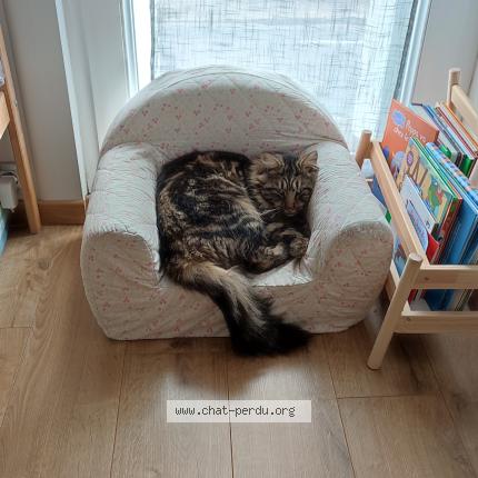 Photo 1/1 Sheldon Chat perdu à Bazoches sur le betz