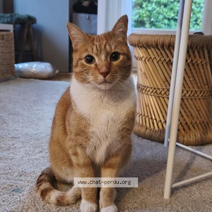 Photo 1/1 Chat trouvé Trouvé à Ermont