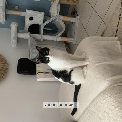 Photo de chat perdu à Belleville En Beaujolais