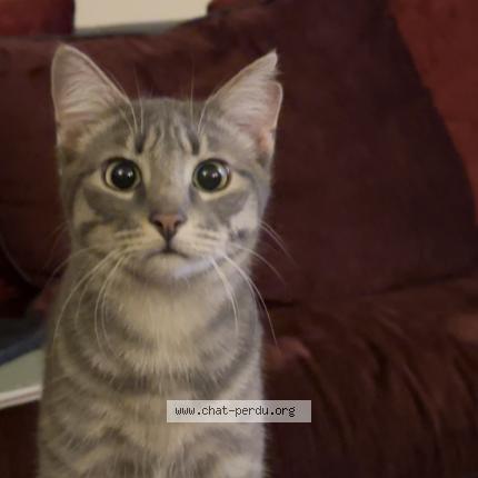 Photo 1/1 Lea Bourdassol Chat perdu à Saint bonnet pres riom