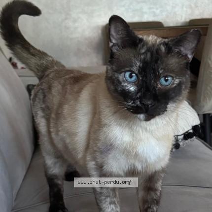 Photo 1/1 Chat retrouvé Perdu à Bruxelles