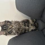 Photo de chat perdu à Marseille