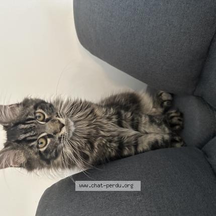 Photo 1/1 Andy Chat perdu à Marseille