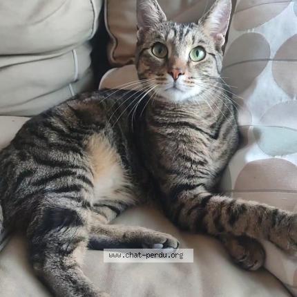 Photo 1/1 Uno Chat perdu à Verrieres le buisson