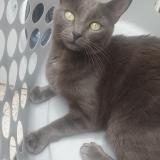 Photo de chat perdu à Tourcoing