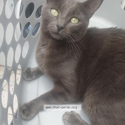 Photo 1/1 Skye Chat perdu à Tourcoing