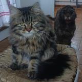 Photo de chat perdu à Cleguerec