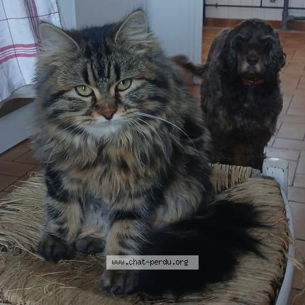 Photo 1/1 Artemis Chat perdu à Cleguerec