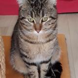 Photo de chat trouvé à Smarves