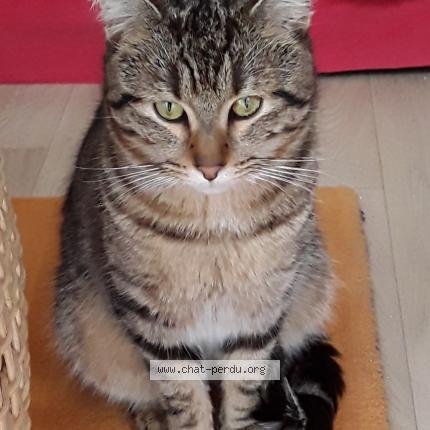 Photo 1/1 Chat trouvé Trouvé à Smarves