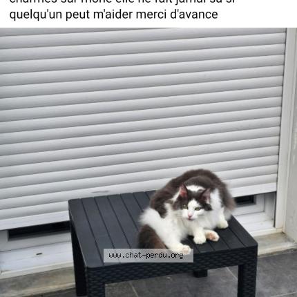 Photo 1/1 Ninette Chat perdu à 07800 saint georges les bains