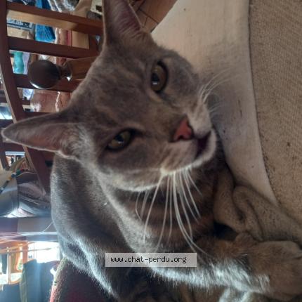 Photo 1/1 Le chat Chat perdu à Montescot