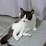 Photo de chat perdu à Harnes