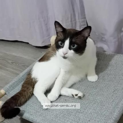 Photo 1/1 Jageun Chat perdu à Harnes