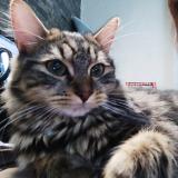 Photo de chat perdu à Livry Gargan