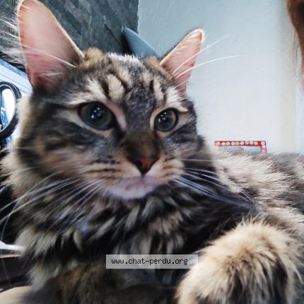 Photo 1/5 YOUKI Chat perdu à Livry gargan